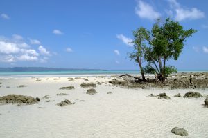Gallery Thumbnail 2